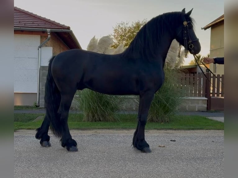 Frisones Semental 5 años 170 cm Negro in Oberwart