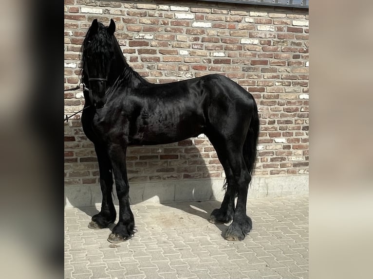 Frisones Semental 5 años 170 cm Negro in Grevenbroich