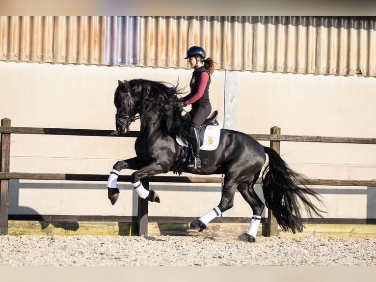 Frisones Semental 5 años 170 cm Negro in Vijfhuizen