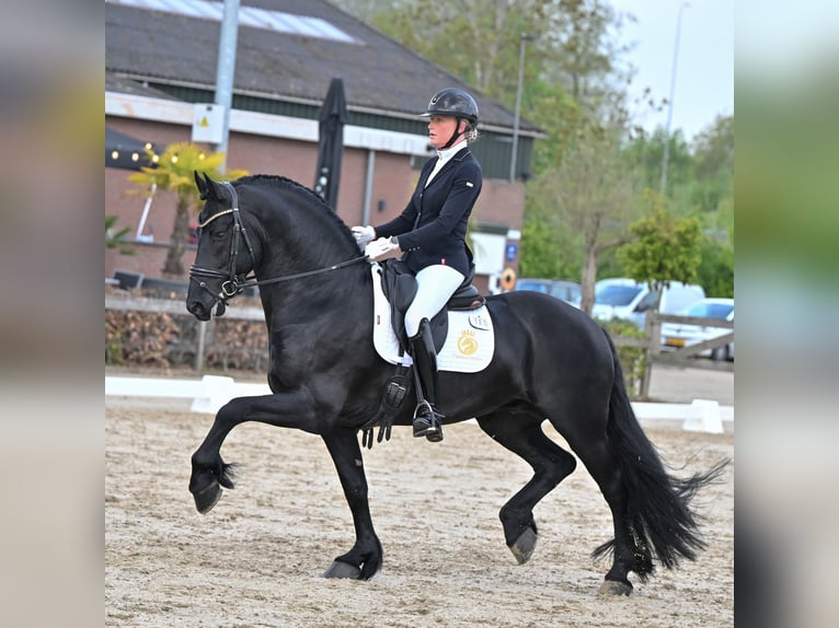 Frisones Semental 6 años 165 cm in Aalsmeer