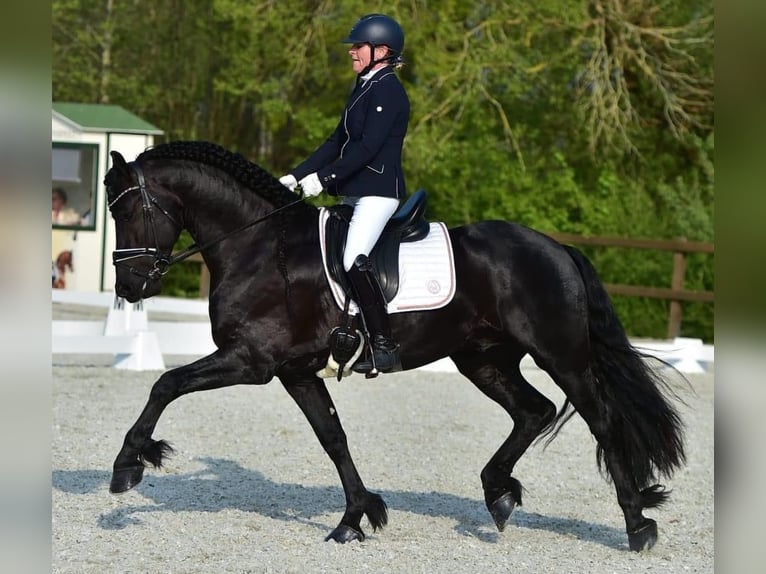 Frisones Semental 7 años 161 cm Negro in Saint Martin de nigelles