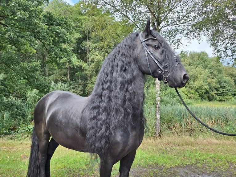 Frisones Semental 7 años 163 cm Negro in Dalen
