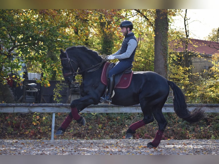 Frisones Semental 7 años 163 cm Negro in Huy