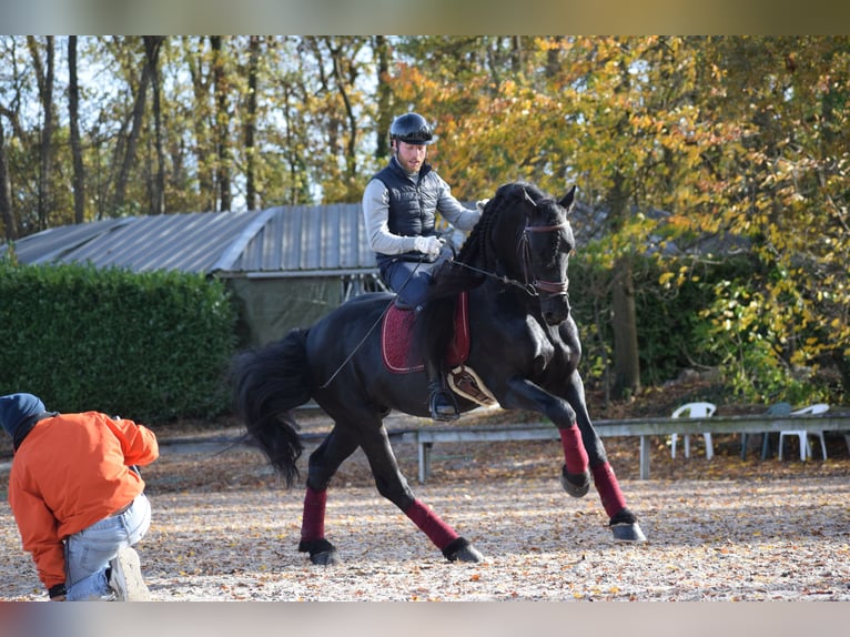 Frisones Semental 7 años 163 cm Negro in Huy