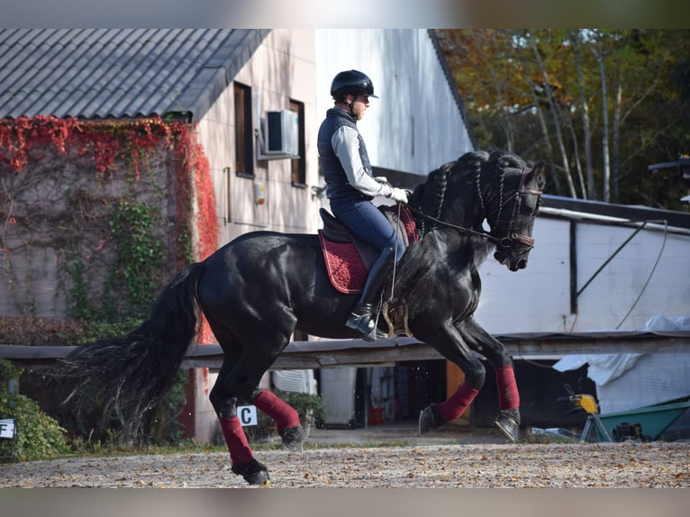 Frisones Semental 7 años 163 cm Negro in Huy