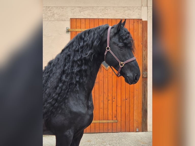 Frisones Semental 7 años 165 cm Negro in Ochtendung