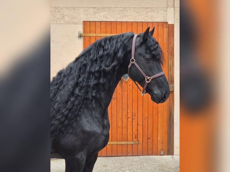 Frisones Semental 7 años 165 cm Negro in Ochtendung
