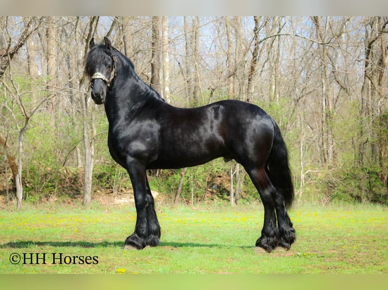 Frisones Semental 8 años 157 cm Negro in Flemingsburg