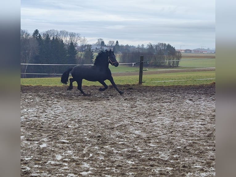 Frisones Mestizo Semental 8 años 160 cm Negro in Feichten an der Alz