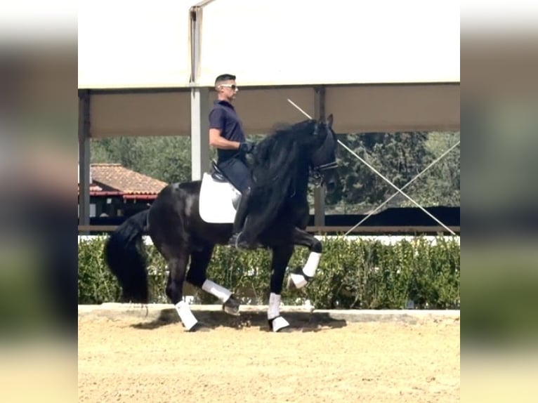 Frisones Semental 8 años 163 cm Negro in Malaga