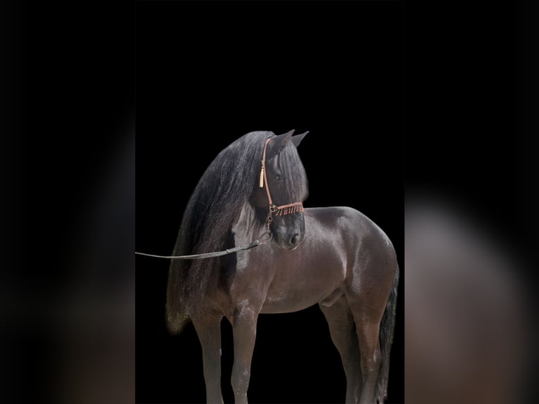Frisones Semental 8 años 163 cm Negro in Malaga