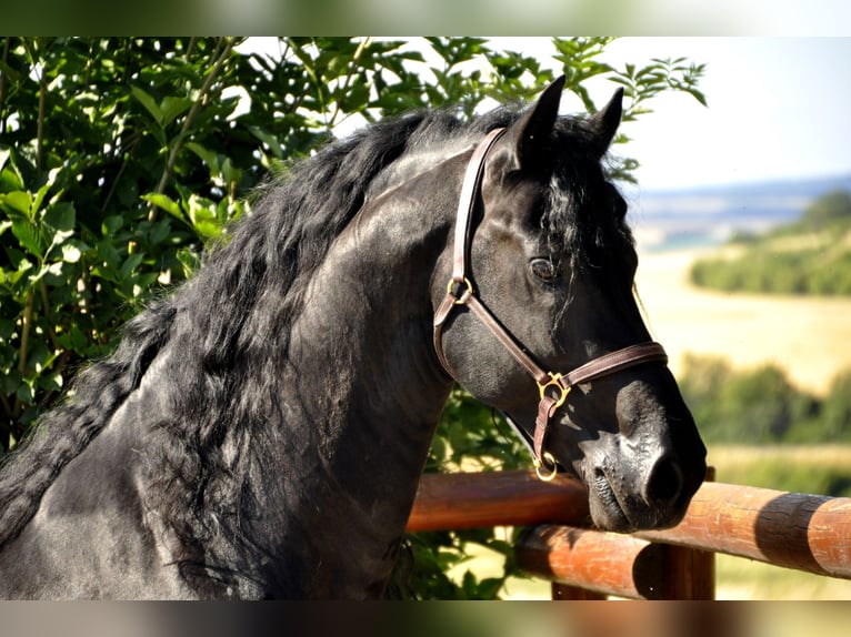 Frisones Semental 8 años 166 cm Negro in Ochtendung