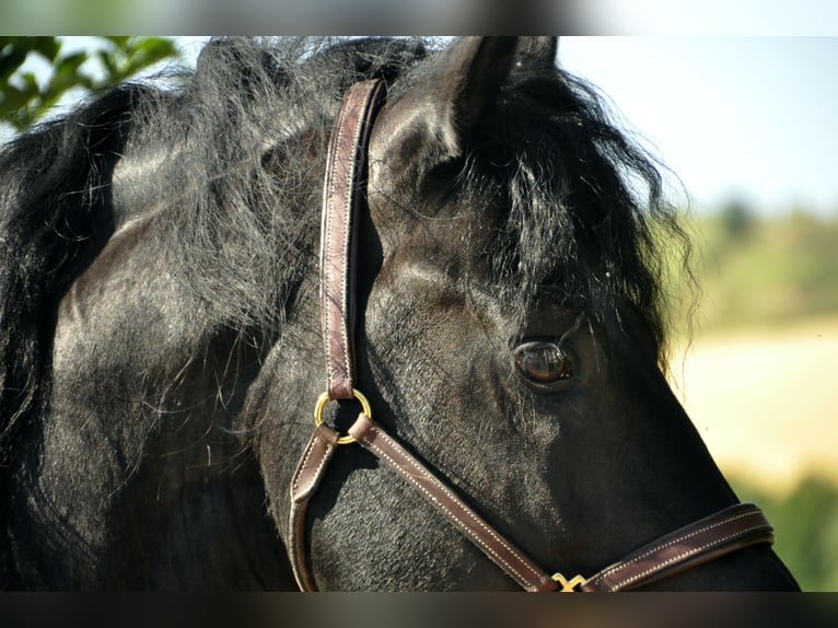 Frisones Semental 8 años 166 cm Negro in Ochtendung
