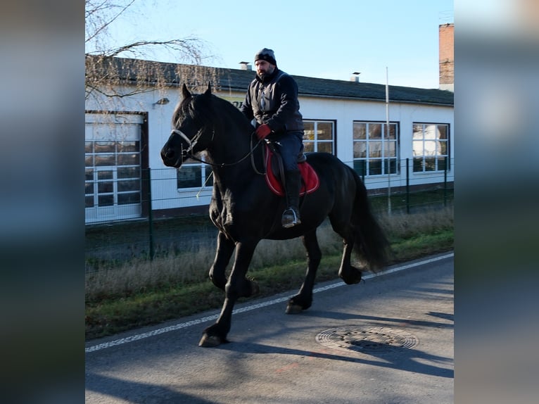 Frisones Semental 8 años 168 cm Negro in Buttstädt