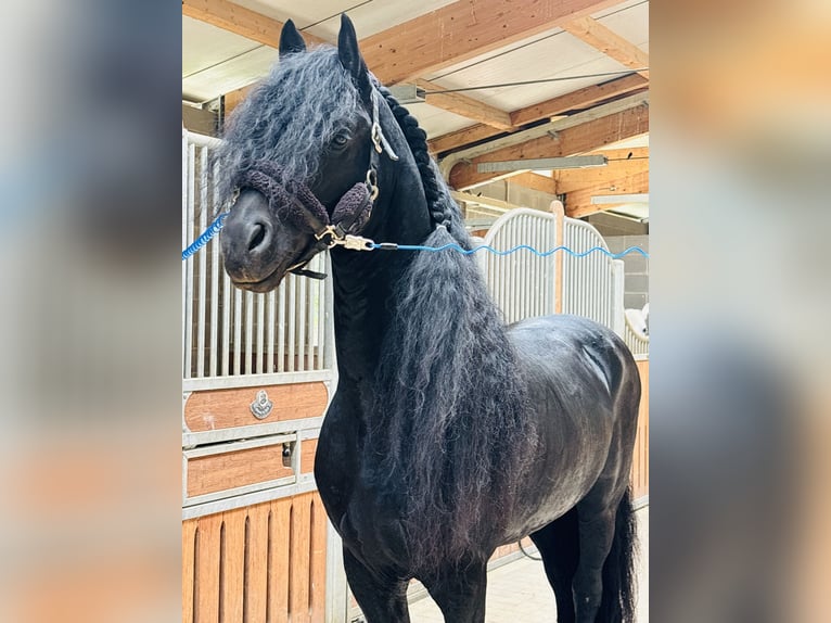 Frisones Semental 9 años 172 cm Negro in Bergamo