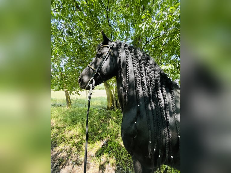 Frisones Semental 9 años 172 cm Negro in Bergamo