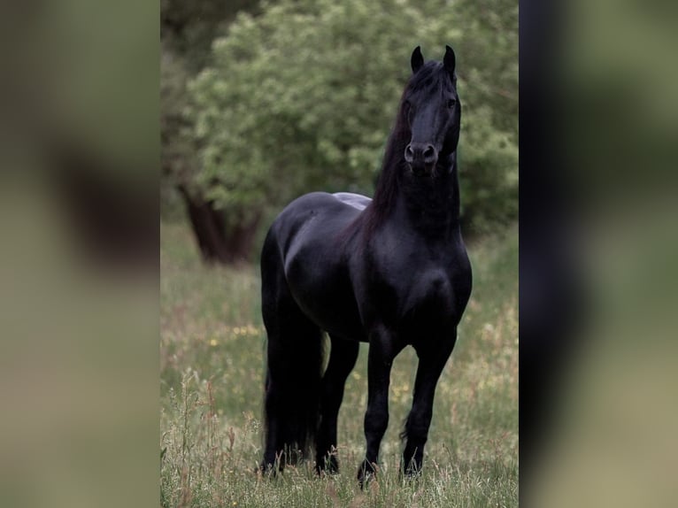 Frisones Semental Negro in Bell