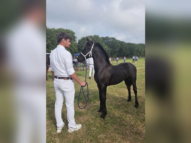 Frisones Semental Potro (02/2026) 165 cm Negro in Wâlterswâld