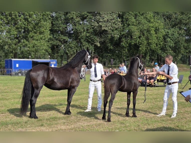 Frisones Semental Potro (02/2026) 165 cm Negro in Wâlterswâld