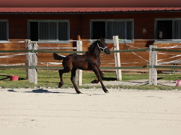 Frisones Semental Potro (05/2026) 165 cm Negro in Oberperfuss