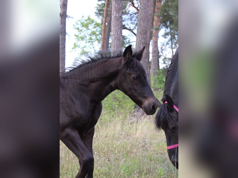 Frisones Mestizo Semental Potro (05/2026) 165 cm Negro in Schwedt/Oder