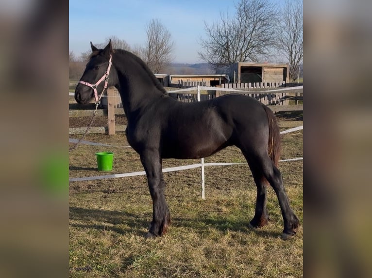 Frisones Semental Potro (04/2025) 165 cm Negro in Rechnitz