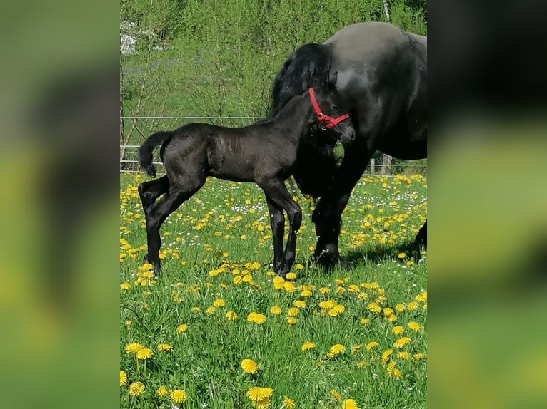 Frisones Semental  Negro in Flieden