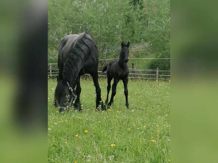 Frisones Semental  Negro in Flieden