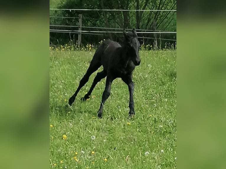 Frisones Semental  Negro in Flieden