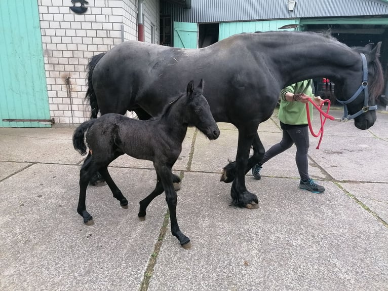 Frisones Semental  Negro in Flieden
