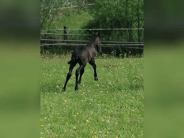Frisones Semental  Negro in Flieden