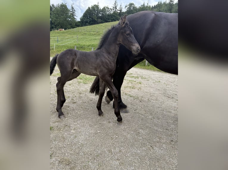 Frisones Semental Potro (06/2025) Negro in Irdning