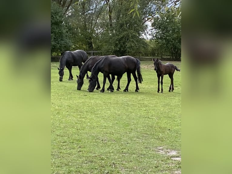 Frisones Semental Potro (06/2026) Negro in Mystkowo 22