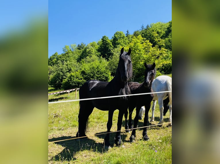 Frisones Yegua 10 años 160 cm Negro in Dobovec