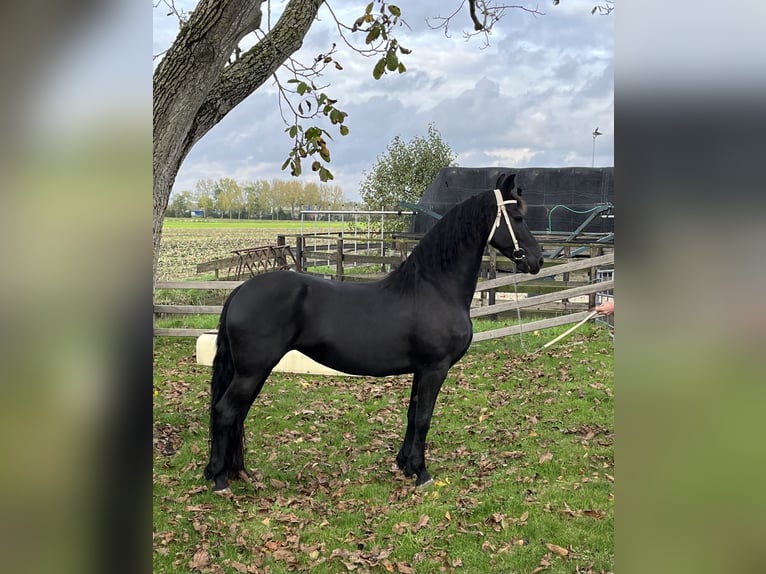 Frisones Yegua 10 años 165 cm Negro in Vianen