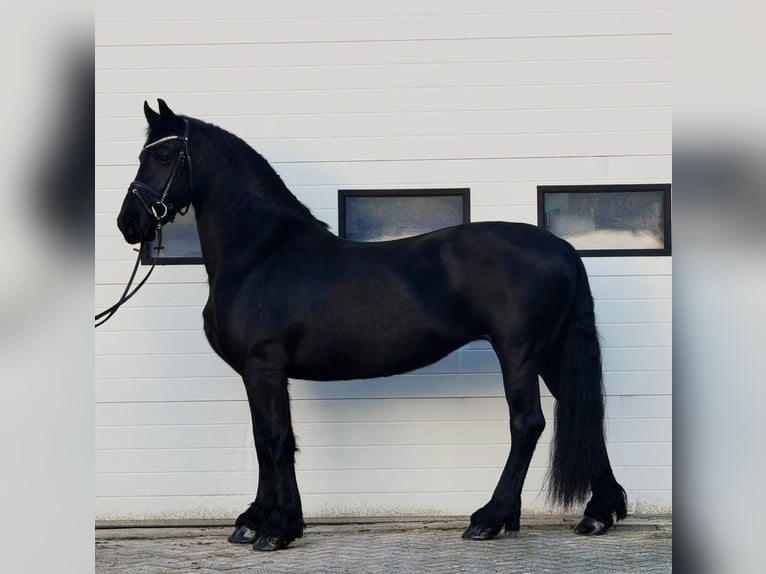 Frisones Yegua 10 años 166 cm Negro in Someren