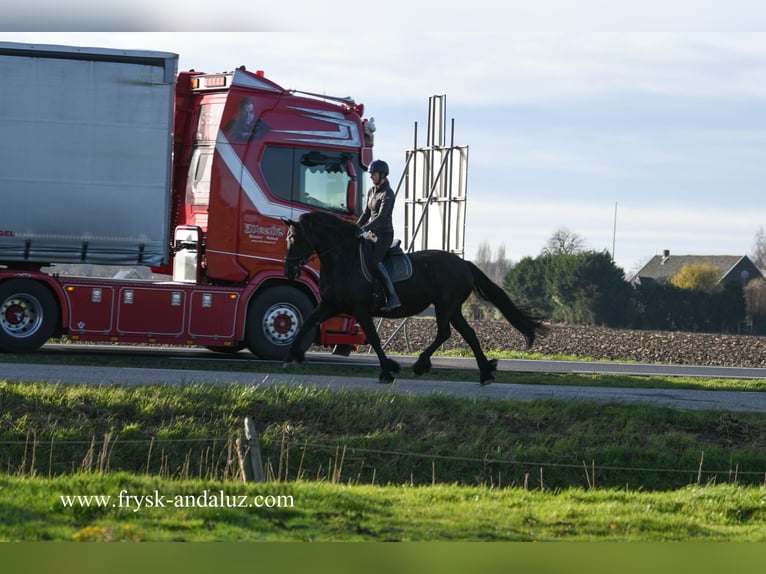 Frisones Yegua 10 años 167 cm Negro in Mijnsheerenland