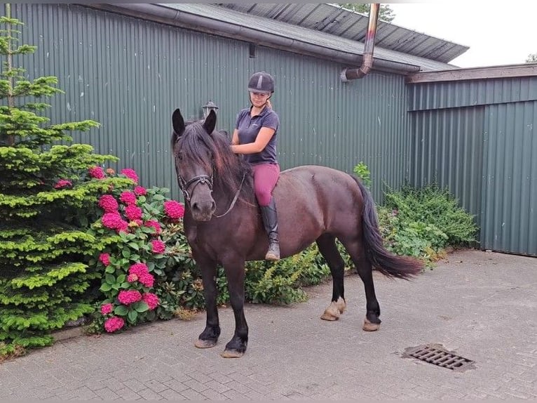 Frisones Mestizo Yegua 11 años 158 cm Morcillo in Süderlügum