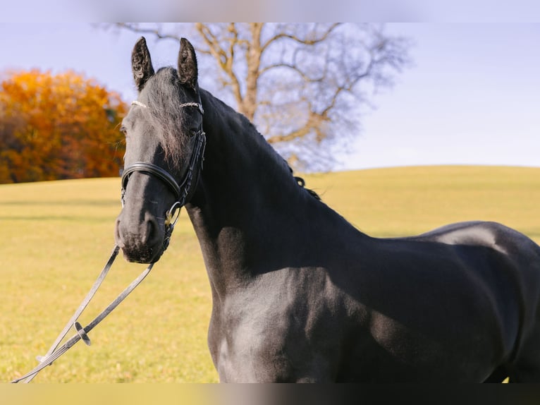Frisones Yegua 11 años 165 cm Negro in Ramsau