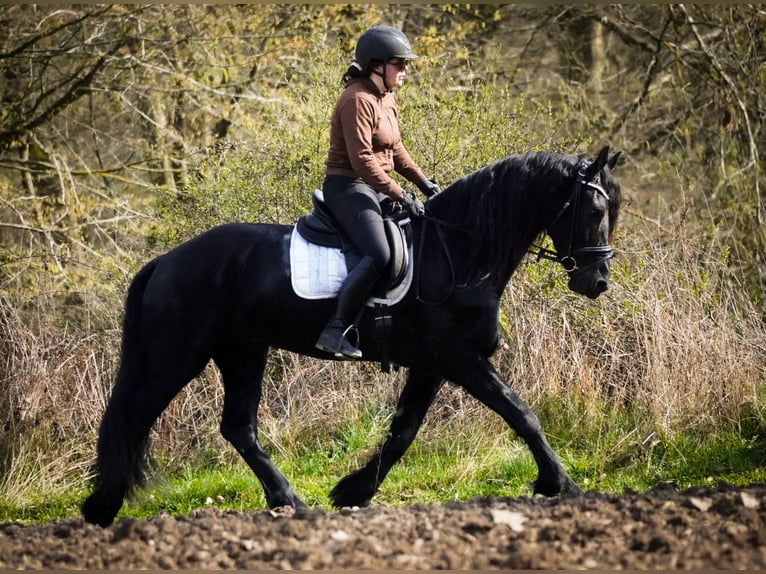 Frisones Yegua 11 años 165 cm Negro in Nettersheim