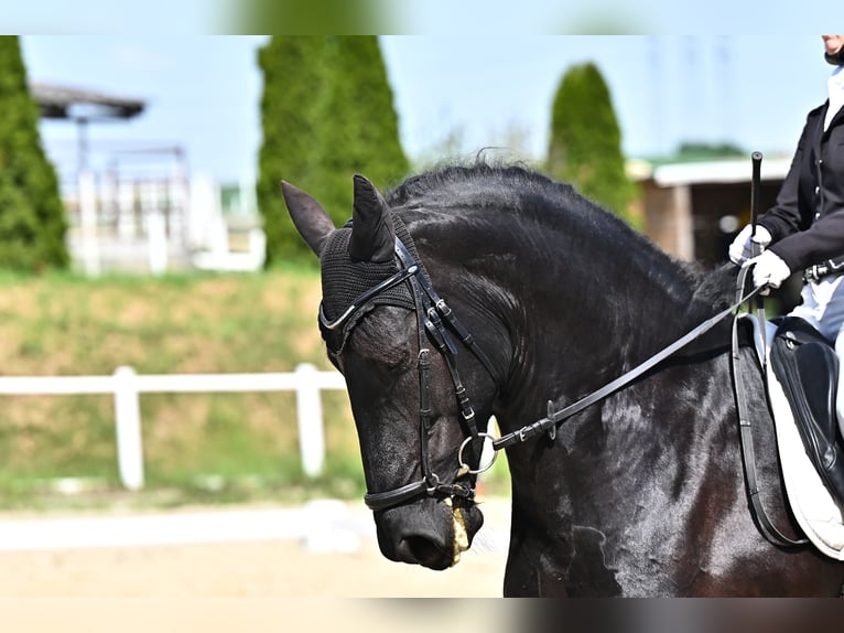 Frisones Yegua 11 años 166 cm Negro in Korneuburg