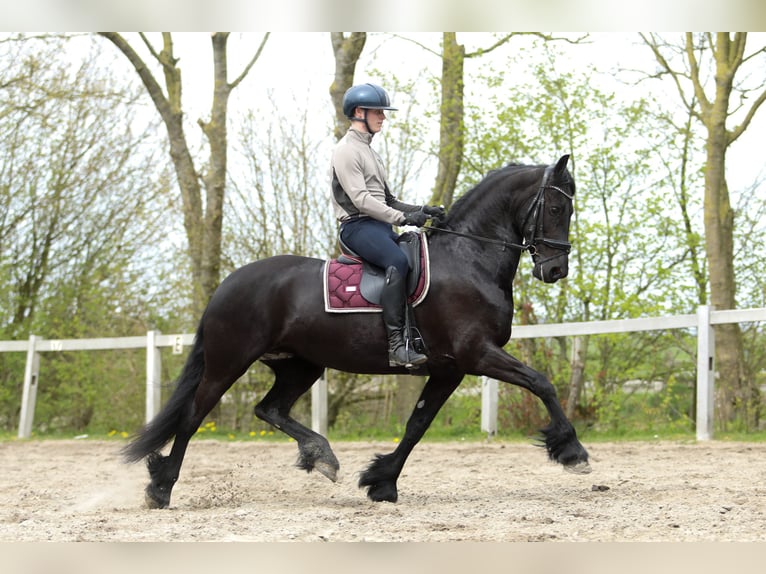 Frisones Yegua 11 años 168 cm Negro in Britswert