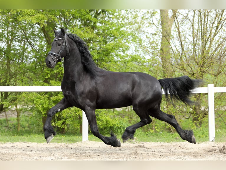 Frisones Yegua 11 años 168 cm Negro in Britswert