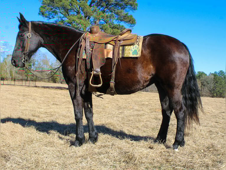 Frisones Yegua 12 años 155 cm Negro in Cushing