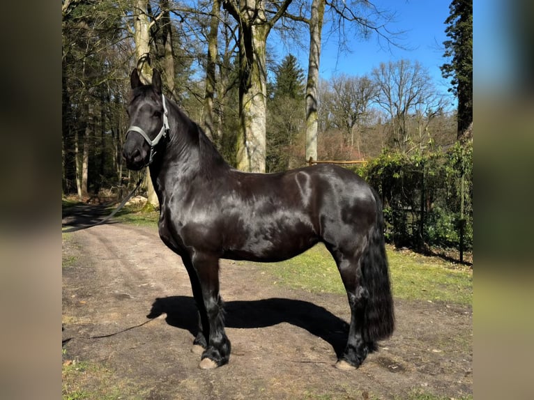 Frisones Yegua 12 años 162 cm Negro in Uelzen