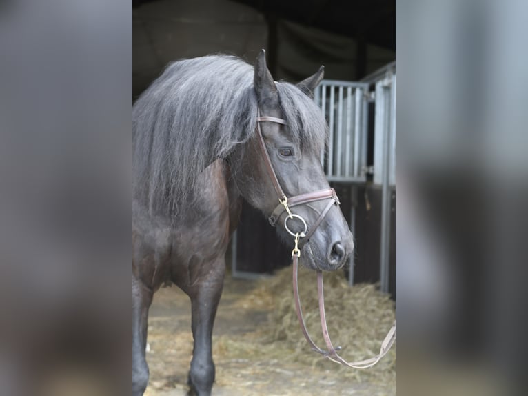 Frisones Yegua 12 años 167 cm Negro in Geilenkirchen
