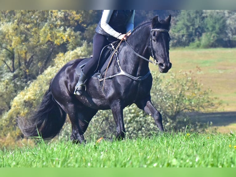 Frisones Yegua 12 años 168 cm Negro in Vendryne