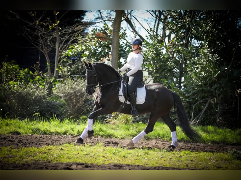Frisones Yegua 13 años 165 cm Negro in Evergem