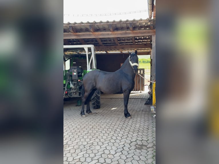 Frisones Mestizo Yegua 14 años 148 cm Negro in CadolzburgCadolzburg
