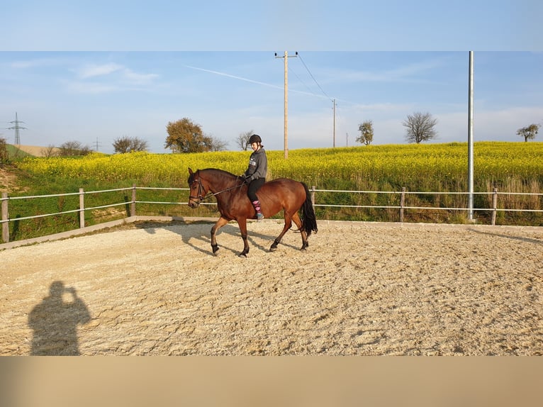 Frisones Mestizo Yegua 14 años 154 cm Castaño in Wippenham